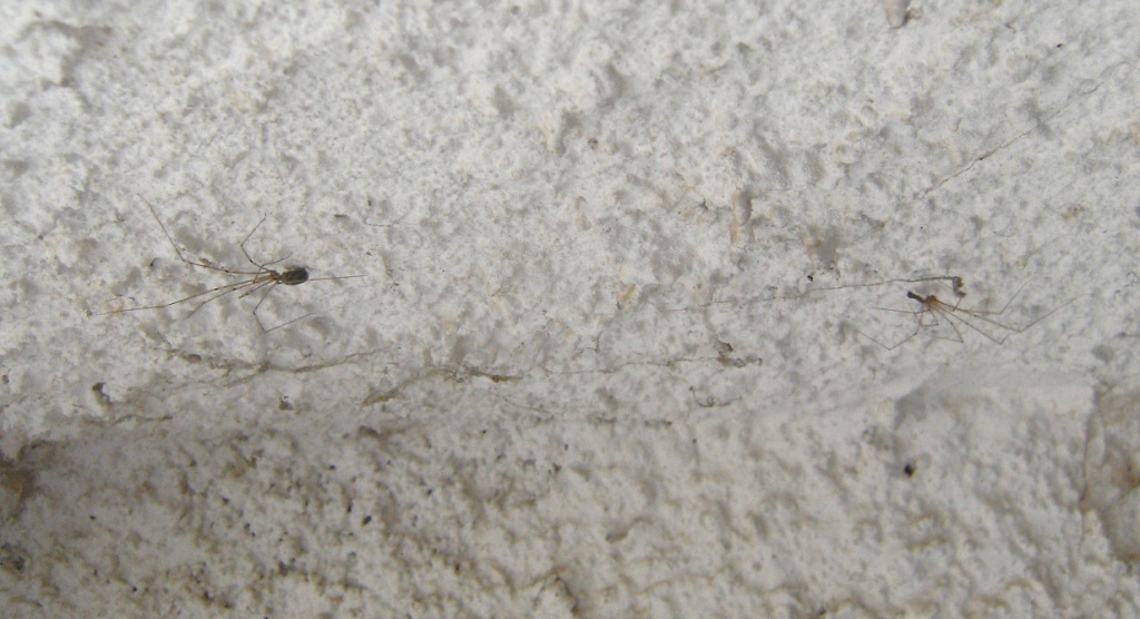 Pholcus phalangioides